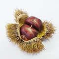 New Crop Bulk Chinese Chestnuts Wholesale Castanea Sativa